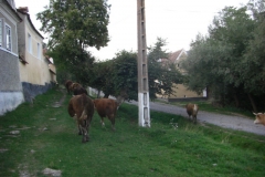 2008 Deutsch-Kreuz